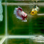 Halfmoon Pink Dot Male Betta F26