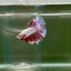 Halfmoon Pink Dot Male Betta F26