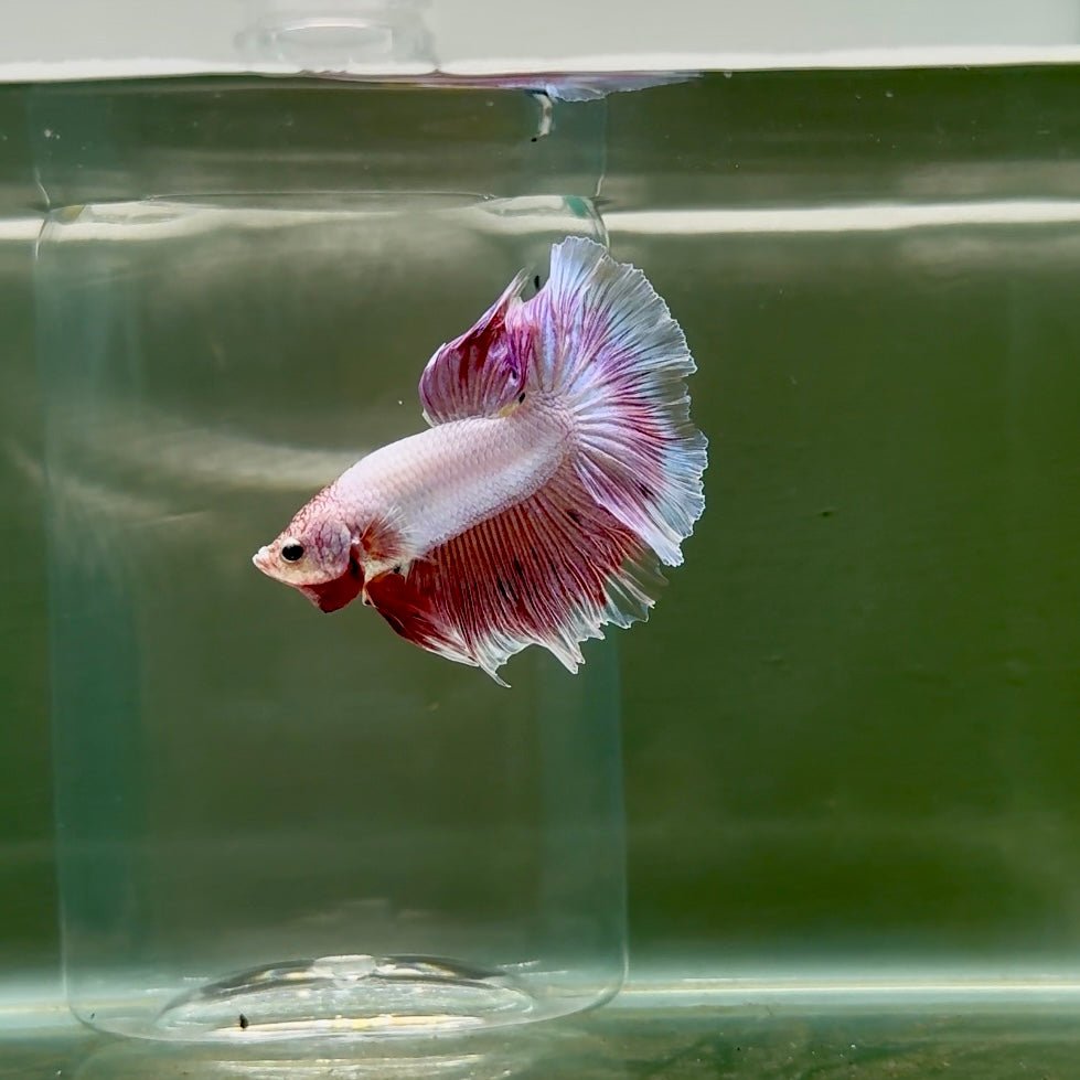 Halfmoon Pink Dot Male Betta F26