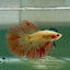 Halfmoon Pink Dot Male Betta Jul31 Male betta