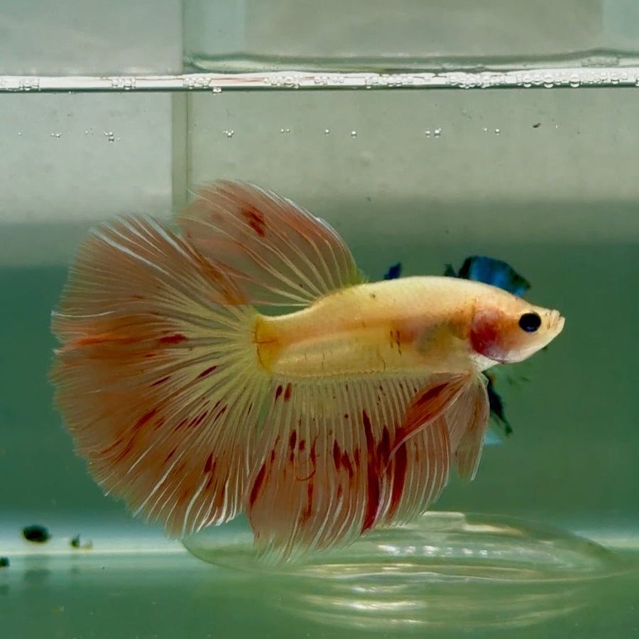 Halfmoon Pink Dot Male Betta Jul31 Male betta