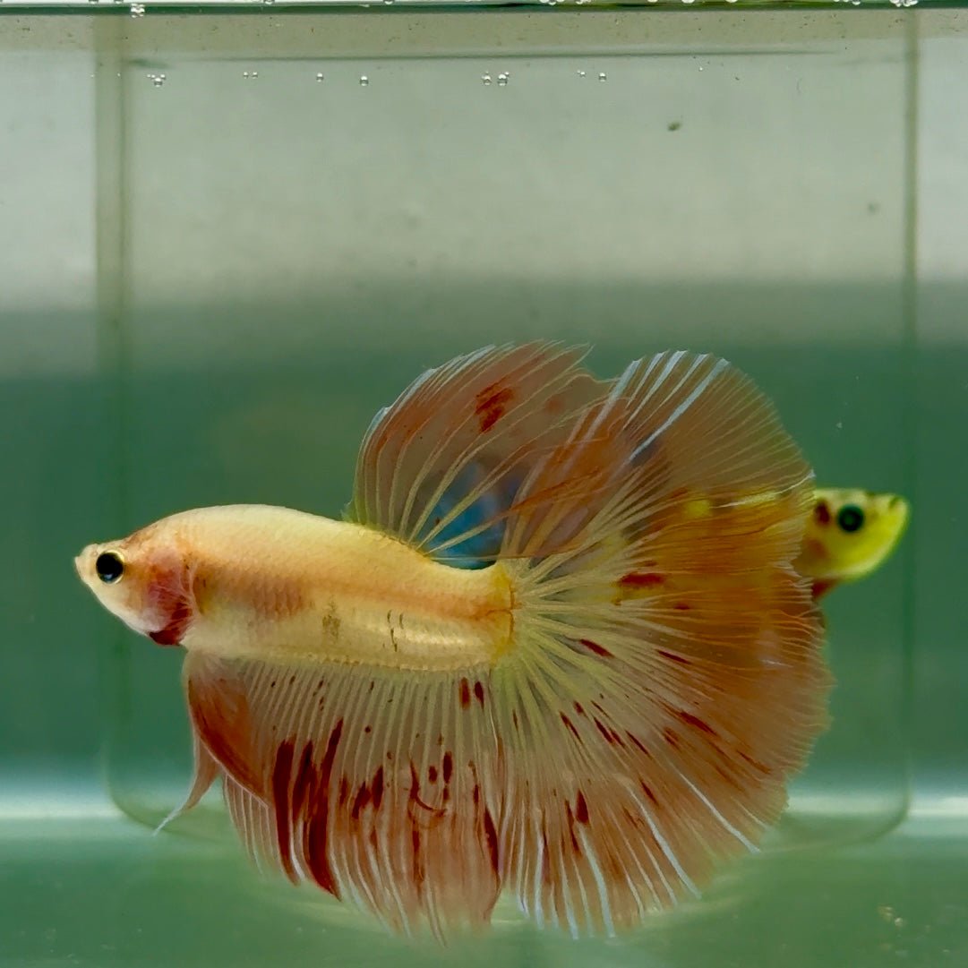 Halfmoon Pink Dot Male Betta #Jul31
