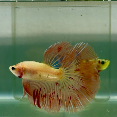 Halfmoon Pink Dot Male Betta Jul31 Male betta