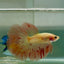 Halfmoon Pink Dot Male Betta Jul31 Male betta