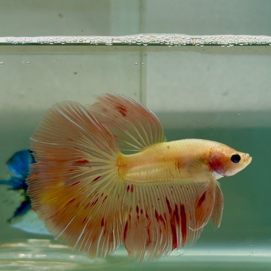Halfmoon Pink Dot Male Betta #Jul31