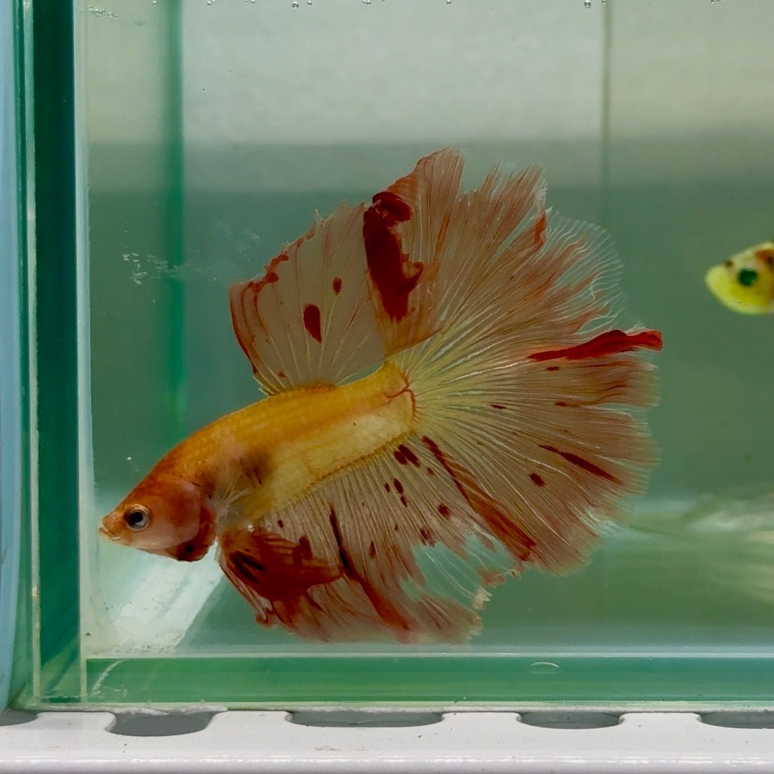 Halfmoon Pink Dot Male Betta #Jul32