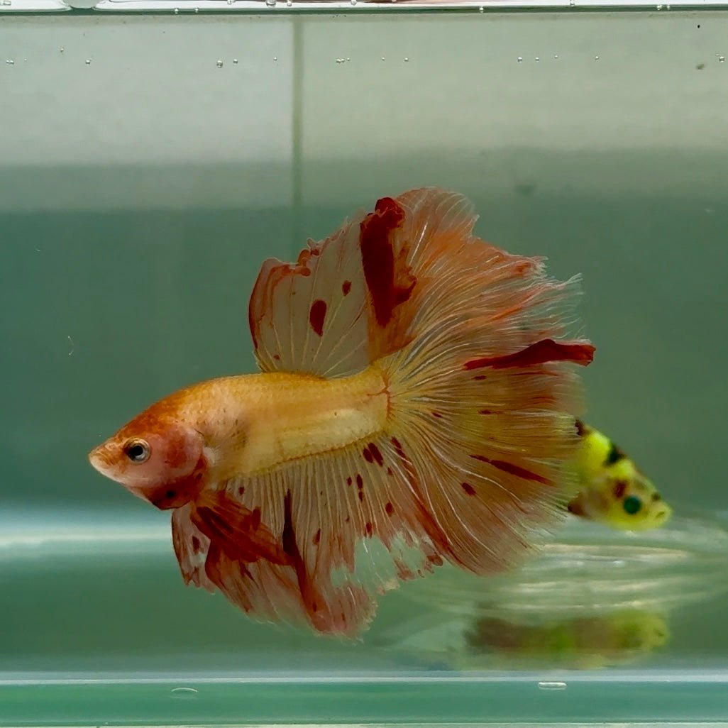 Halfmoon Pink Dot Male Betta #Jul32