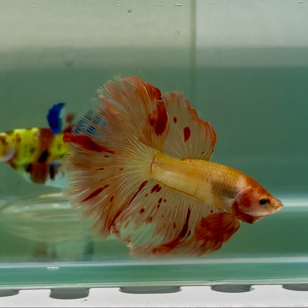 Halfmoon Pink Dot Male Betta #Jul32