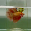 Halfmoon Pink Dot Male Betta Jul33 Live Betta Fish Male betta