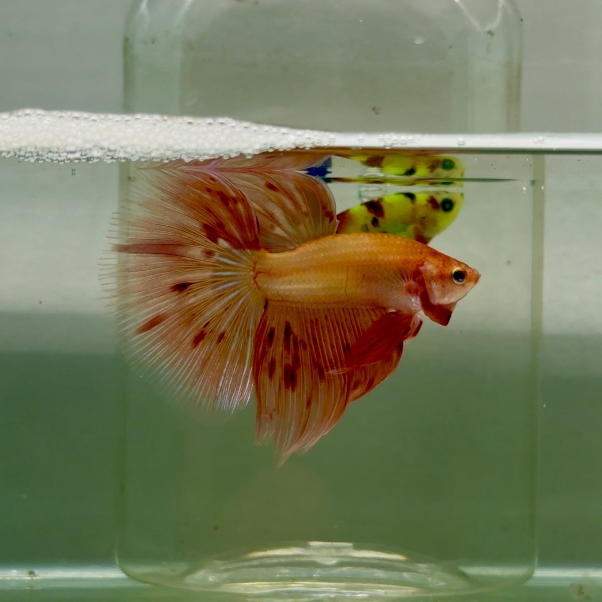 Halfmoon Pink Dot Male Betta #151