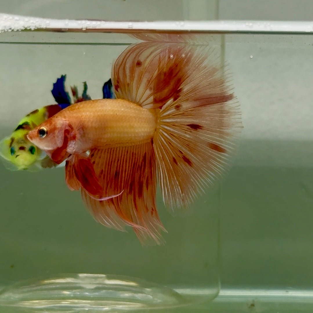 Halfmoon Pink Dot Male Betta #151