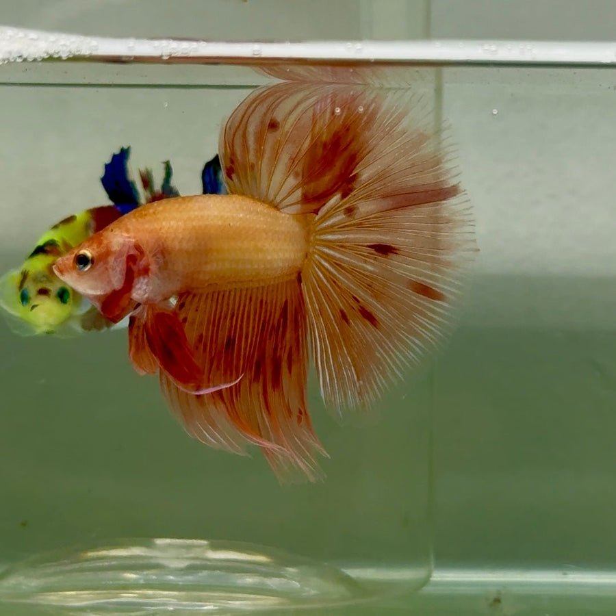 Halfmoon Pink Dot Male Betta Jul33 Live Betta Fish Male betta