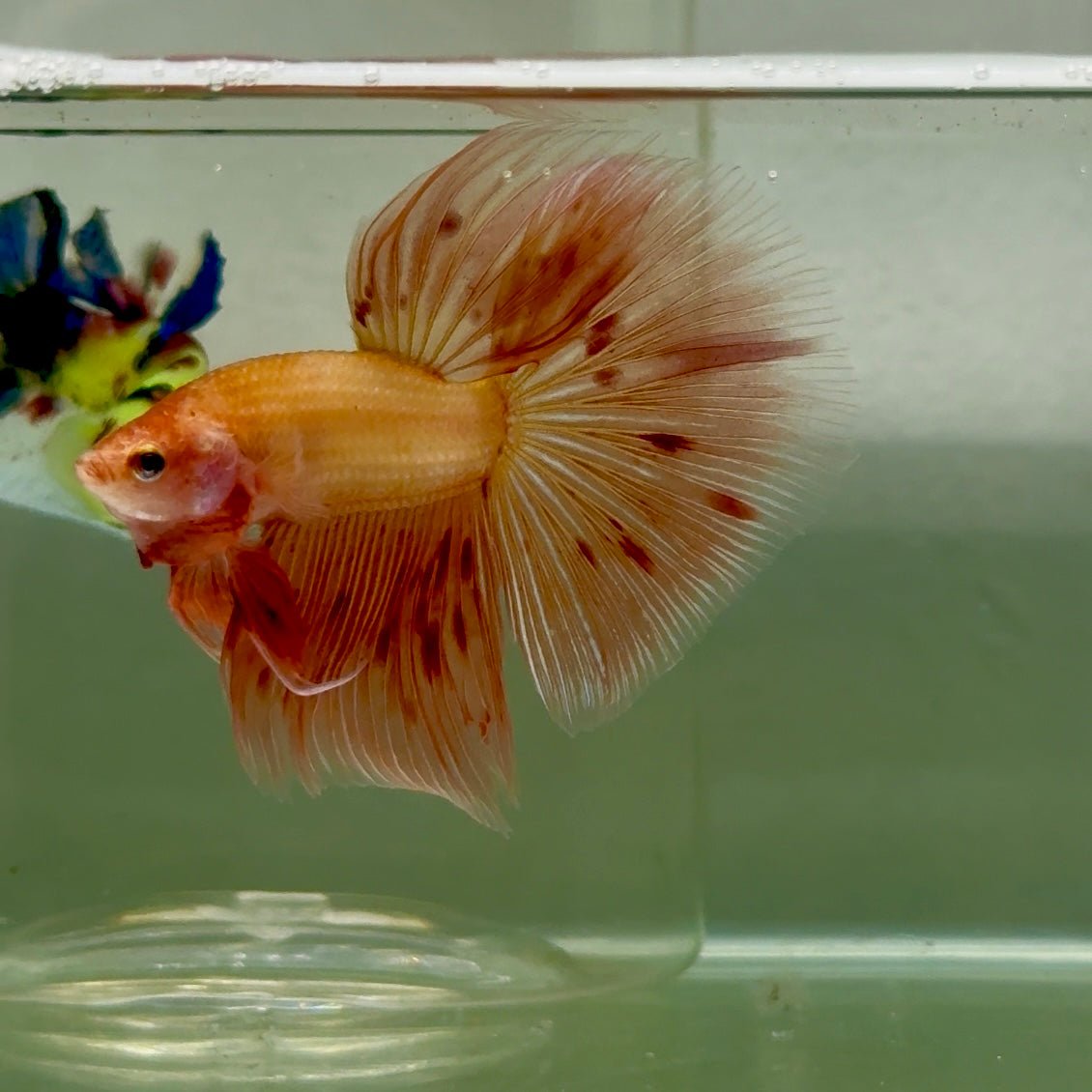 Halfmoon Pink Dot Male Betta #151