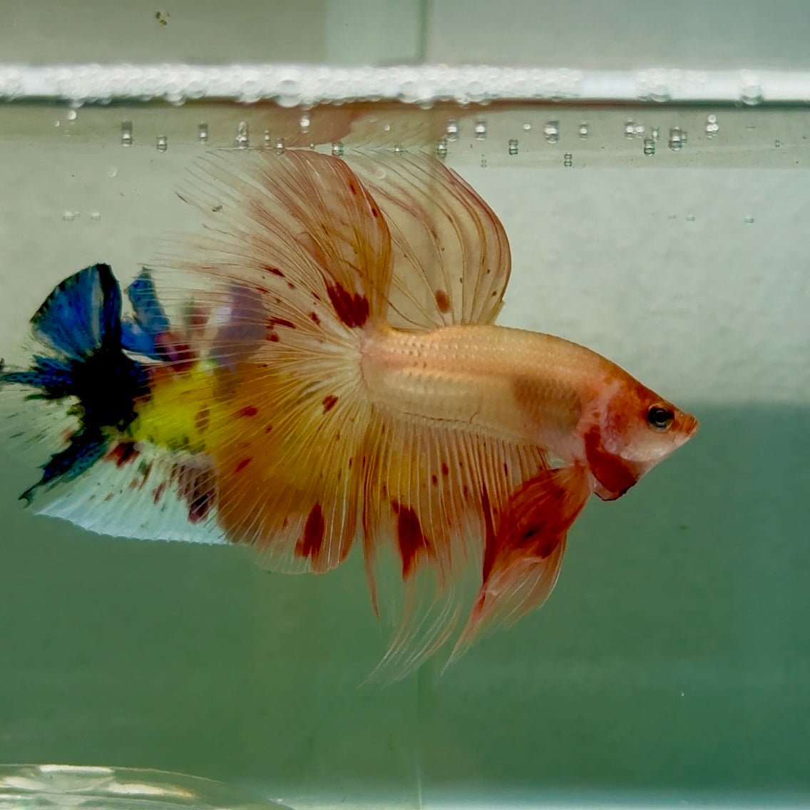 Halfmoon Pink Dot Male Betta #Jul34