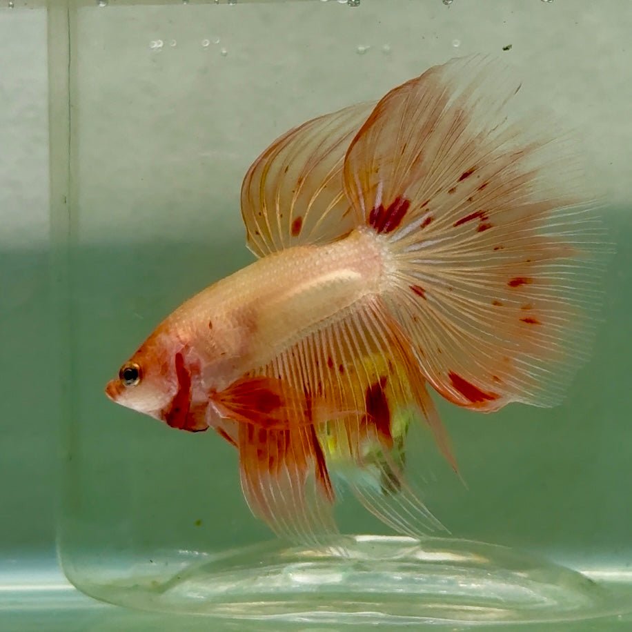 Halfmoon Pink Dot Male Betta #Jul34