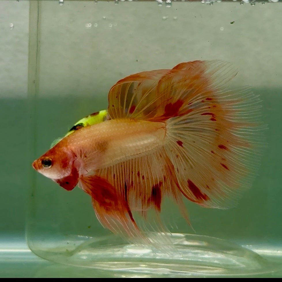 Halfmoon Pink Dot Male Betta #Jul34