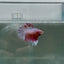 Halfmoon Pink Dot Male Betta N110