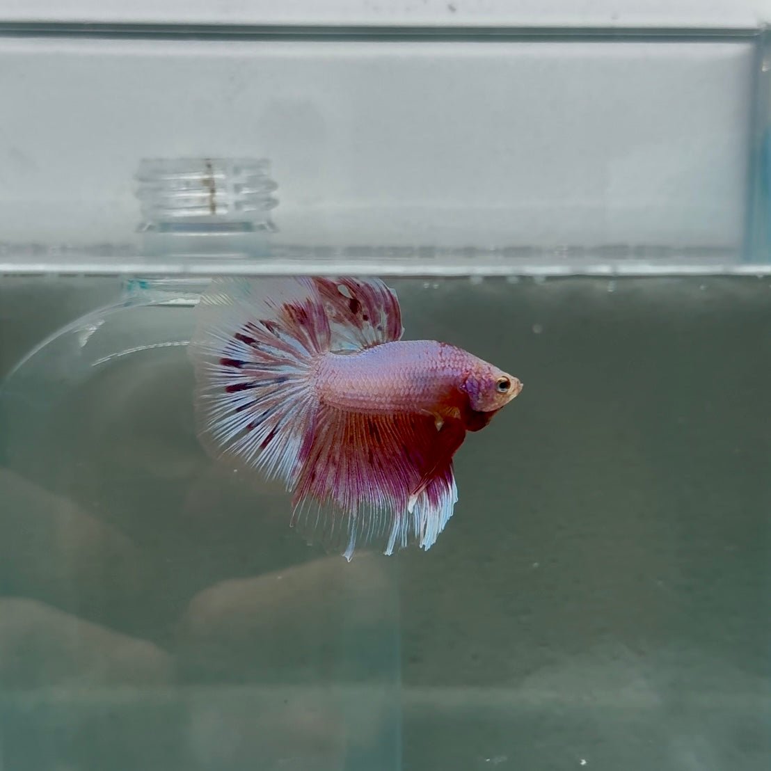 Halfmoon Pink Dot Male Betta N110