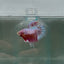 Halfmoon Pink Dot Male Betta N110