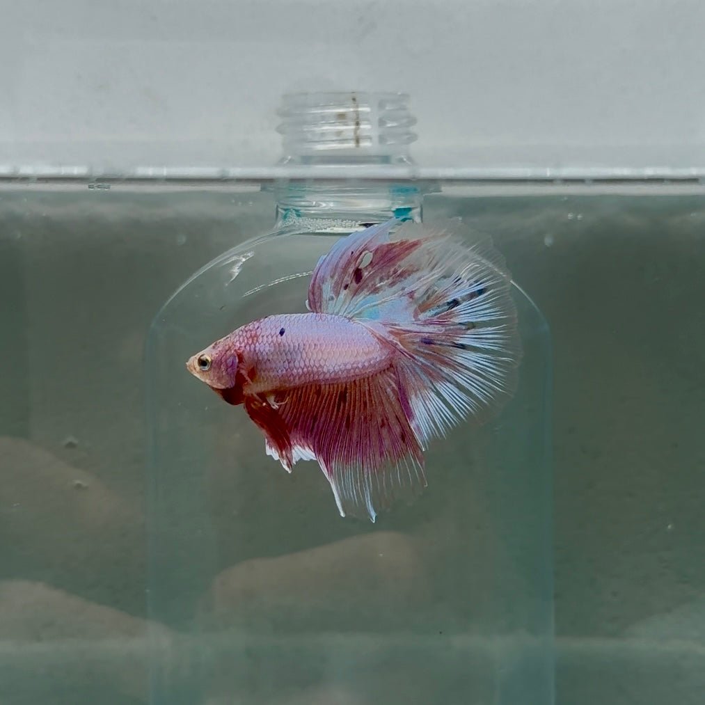 Halfmoon Pink Dot Male Betta N110