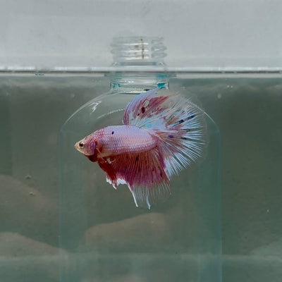 Halfmoon Pink Dot Male Betta N110