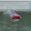 Halfmoon Pink Dot Male Betta N110