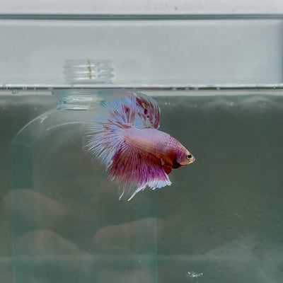 Halfmoon Pink Dot Male Betta N110