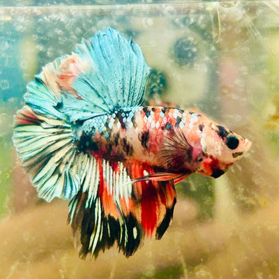 Halfmoon Pink Dot Male Betta N53