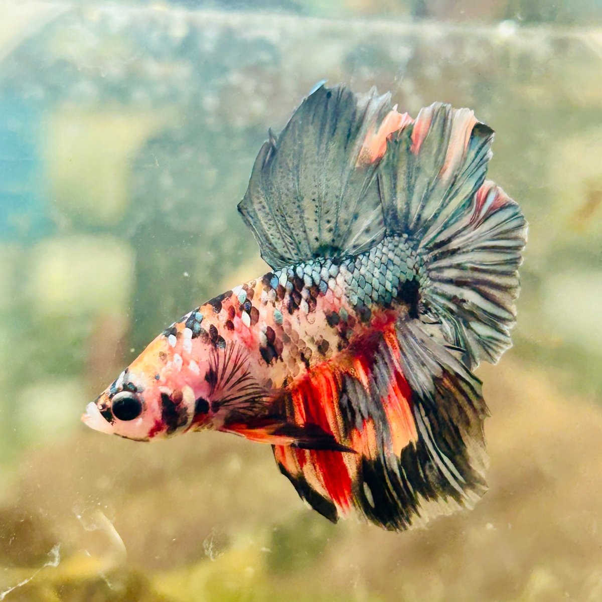 Halfmoon Pink Dot Male Betta N53