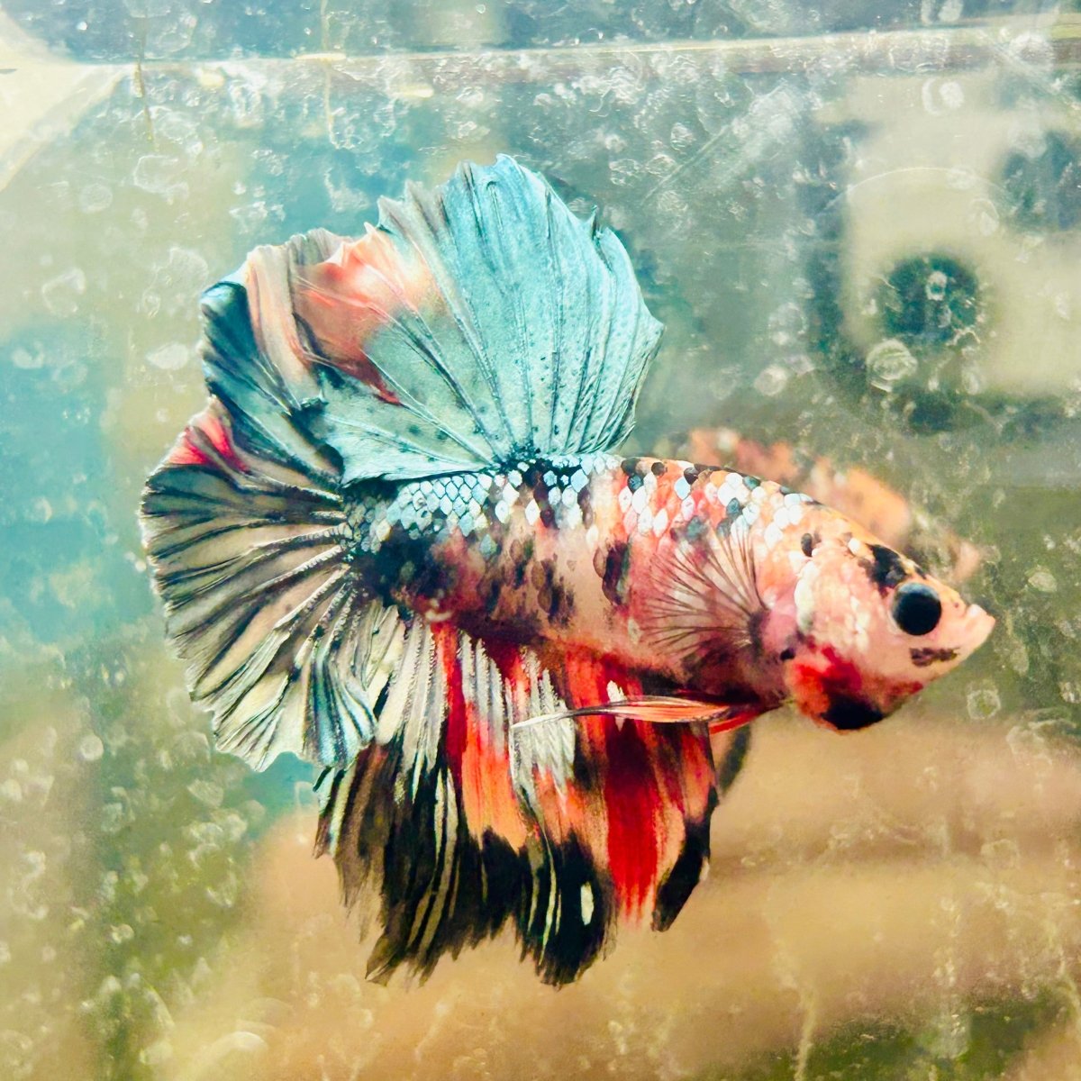 Halfmoon Pink Dot Male Betta N53
