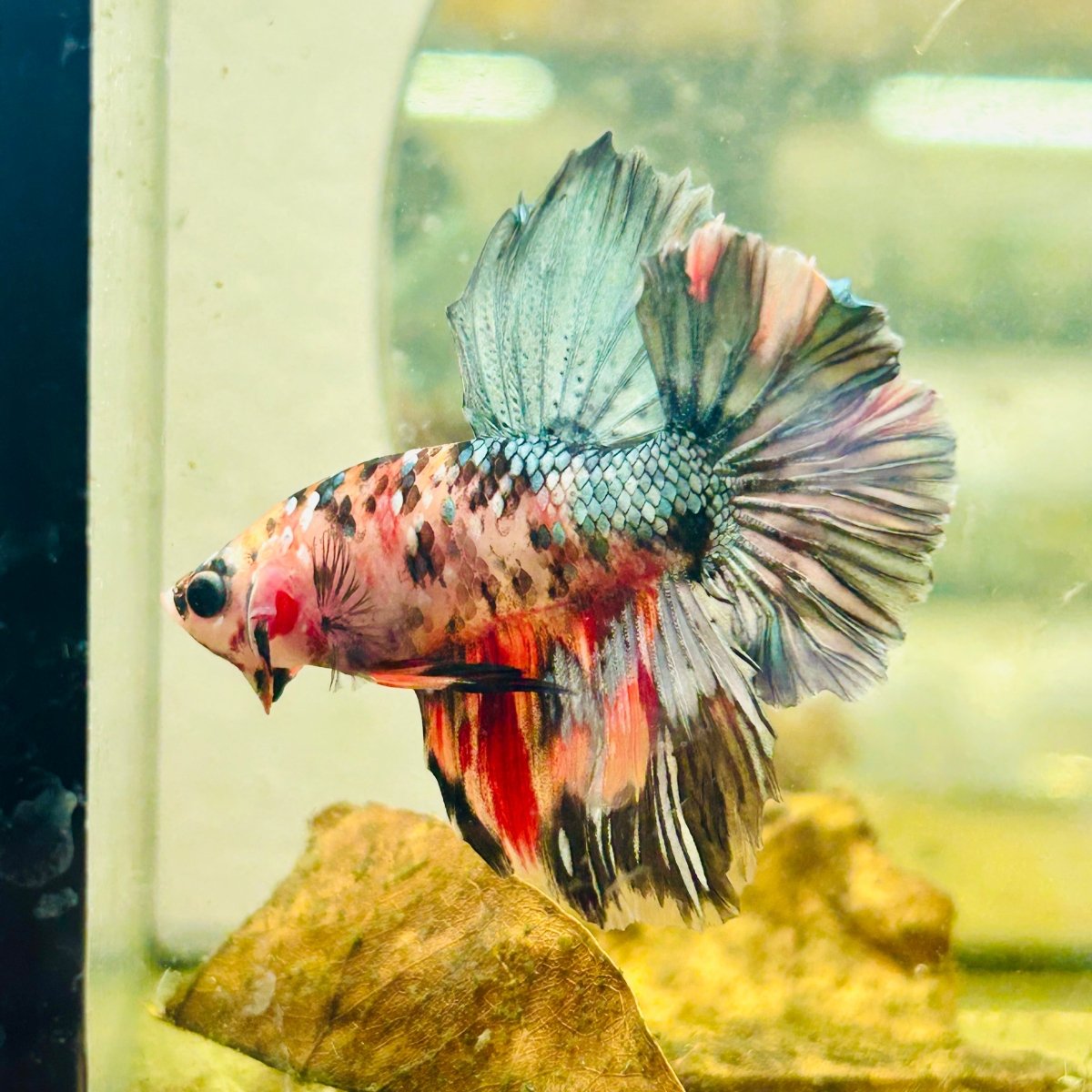 Halfmoon Pink Dot Male Betta N53