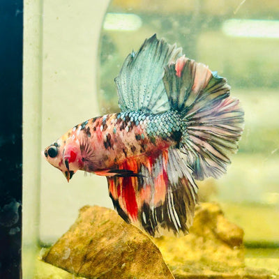 Halfmoon Pink Dot Male Betta N53