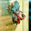 Halfmoon Pink Dot Male Betta N53