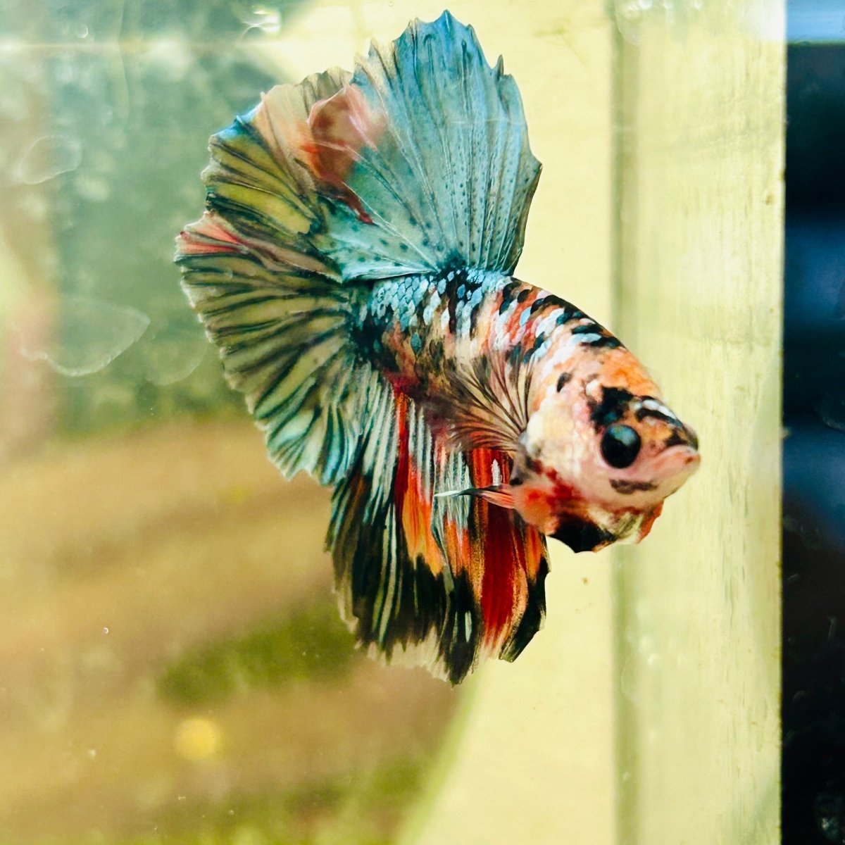Halfmoon Pink Dot Male Betta N53