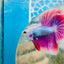Halfmoon Pink Puprle Male Betta N37