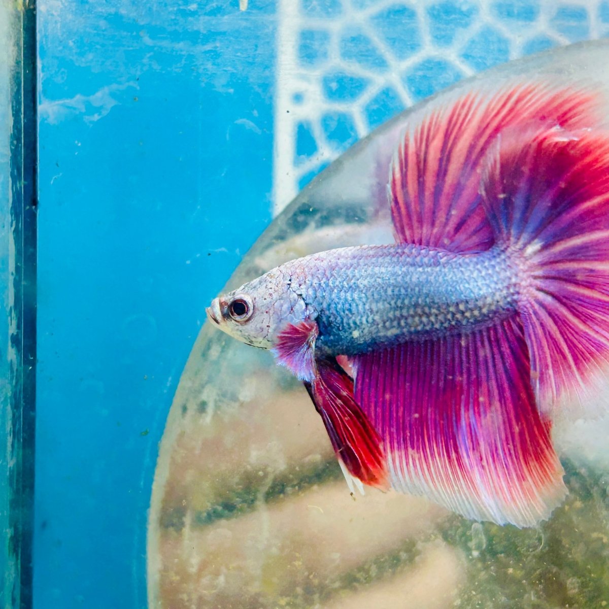 Halfmoon Pink Puprle Male Betta N37