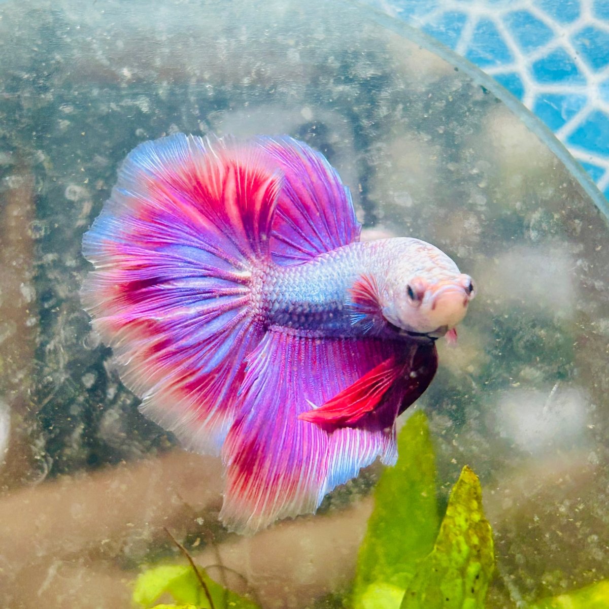 Halfmoon Pink Puprle Male Betta N37