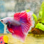 Halfmoon Pink Puprle Male Betta N37