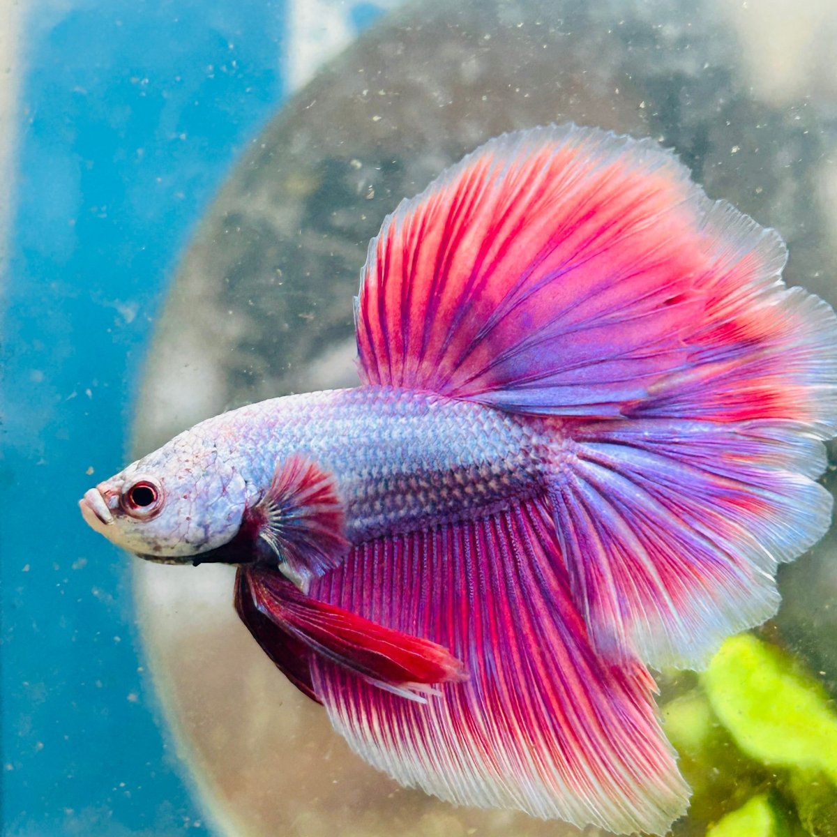 Betta Halfmoon Purple Pink