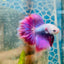 Halfmoon Pink Puprle Male Betta N37