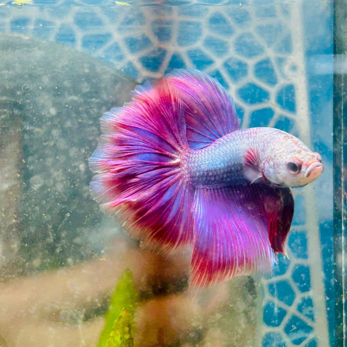 Halfmoon Pink Puprle Male Betta N37