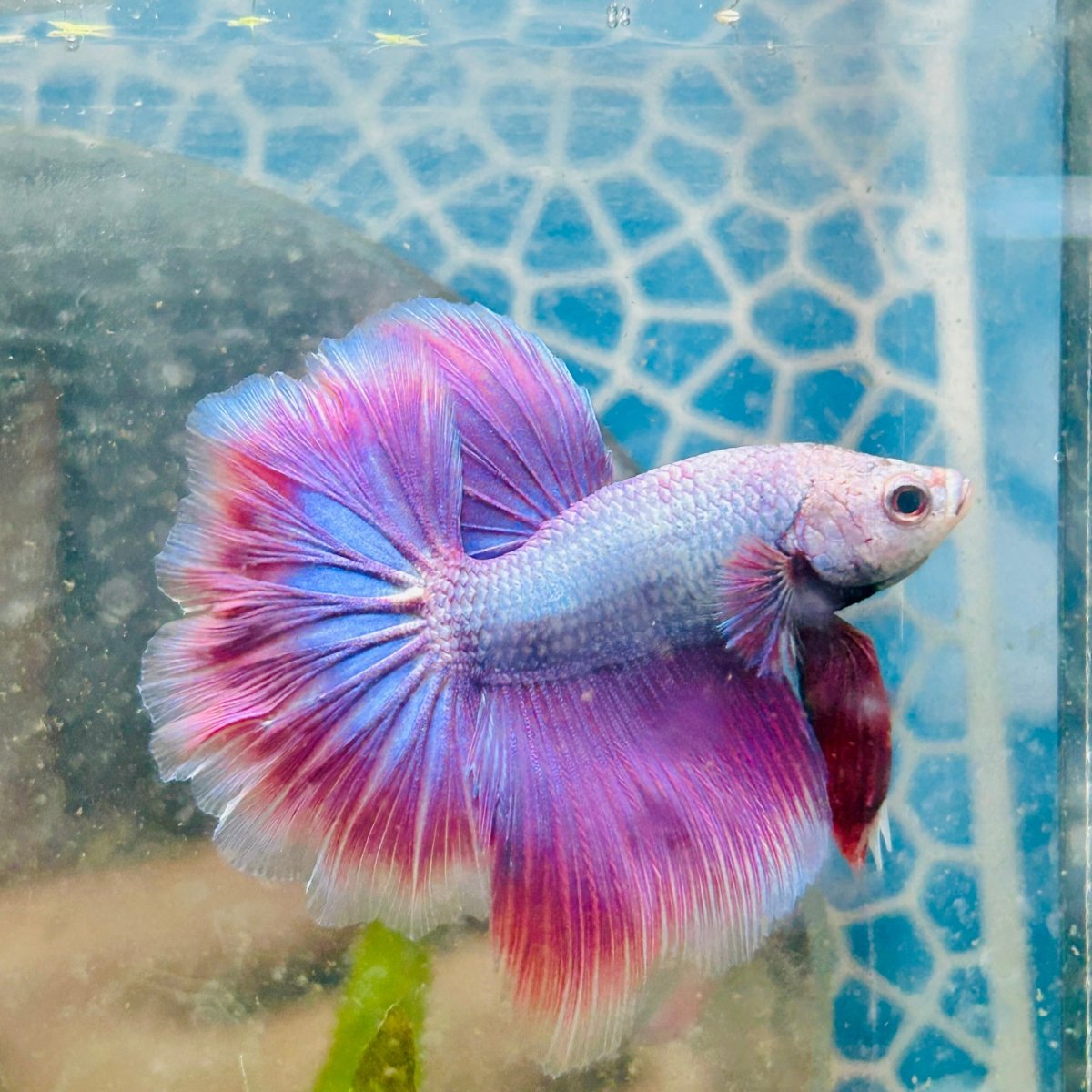 Betta Halfmoon Purple Pink