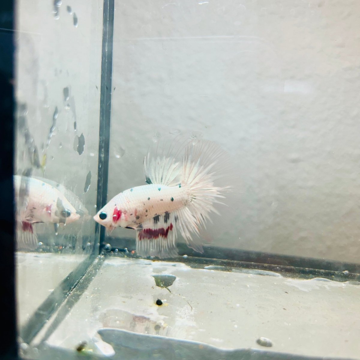 Halfmoon Platinum Marble Copper Male Betta 170