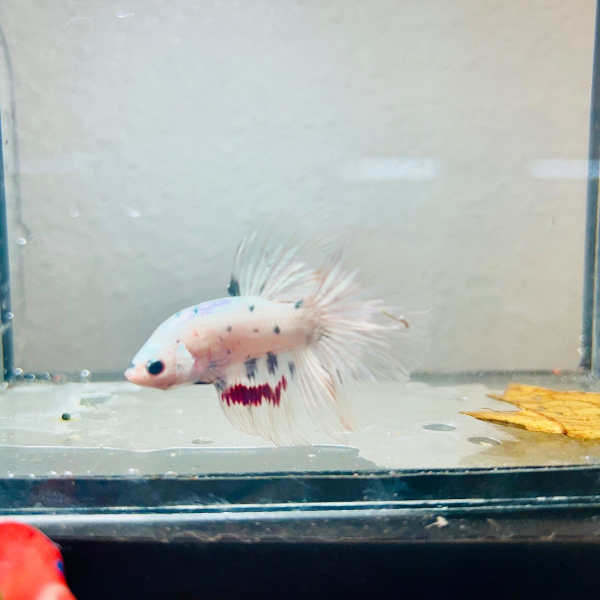 Halfmoon Platinum Marble Copper Male Betta 170