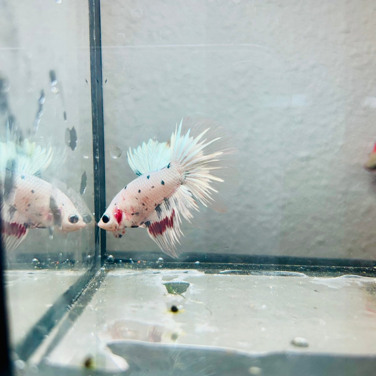 Halfmoon Platinum Marble Copper Male Betta 170
