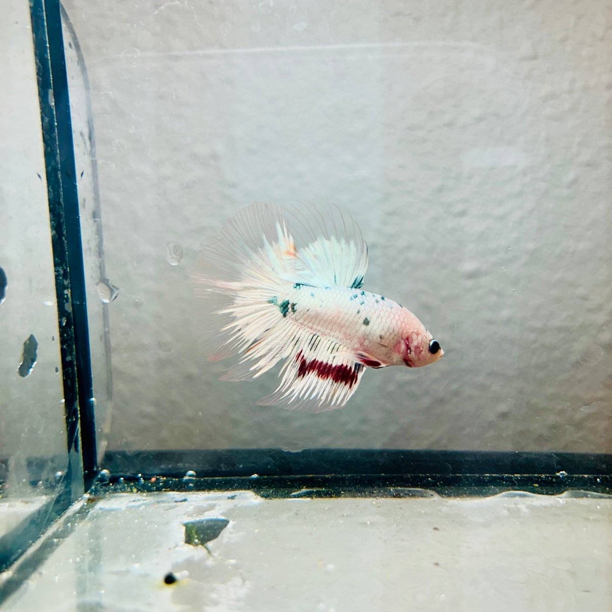 Halfmoon Platinum Marble Copper Male Betta 170