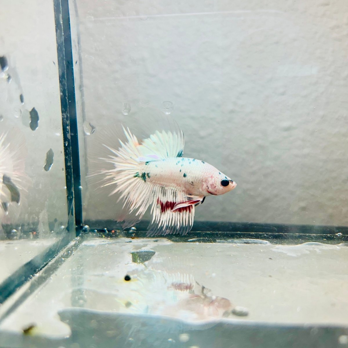 Halfmoon Platinum Marble Copper Male Betta 170