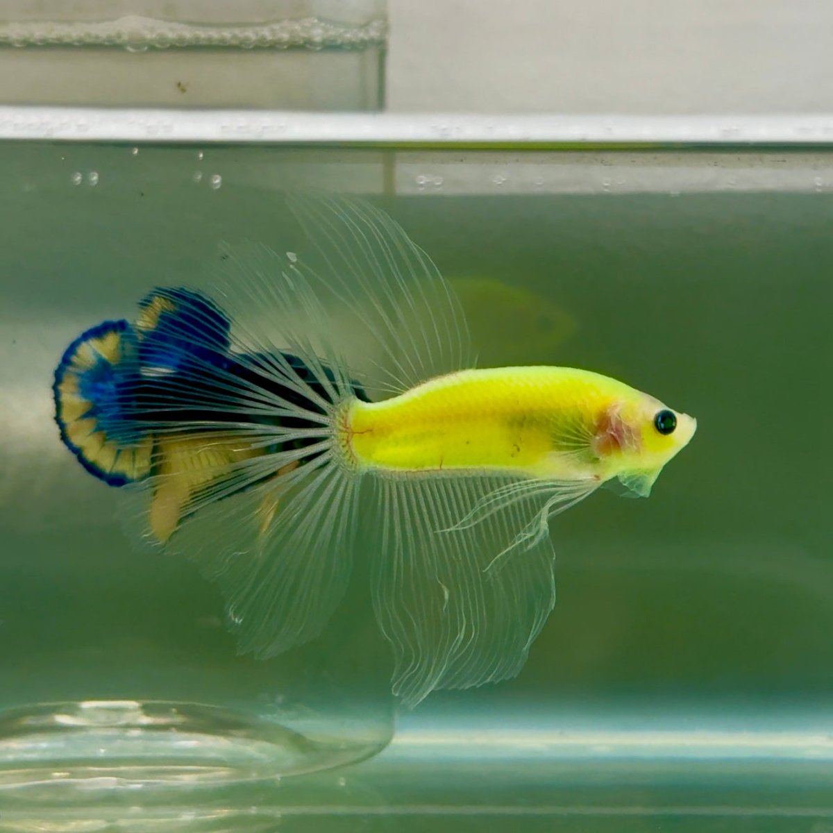 Halfmoon Pure Green Eye Male Betta #Jul09