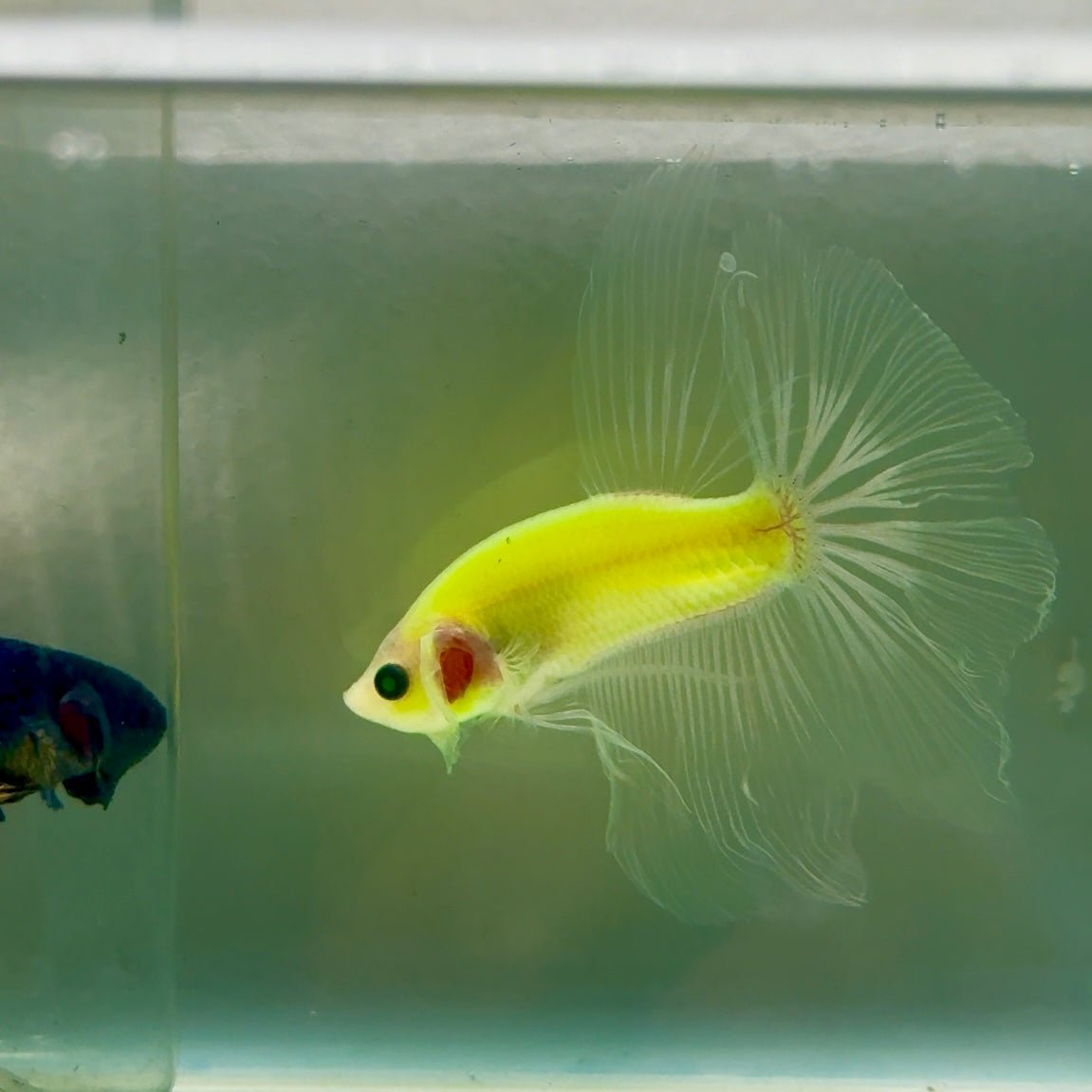 Halfmoon Pure Green Eye Male Betta Jul09 Male betta