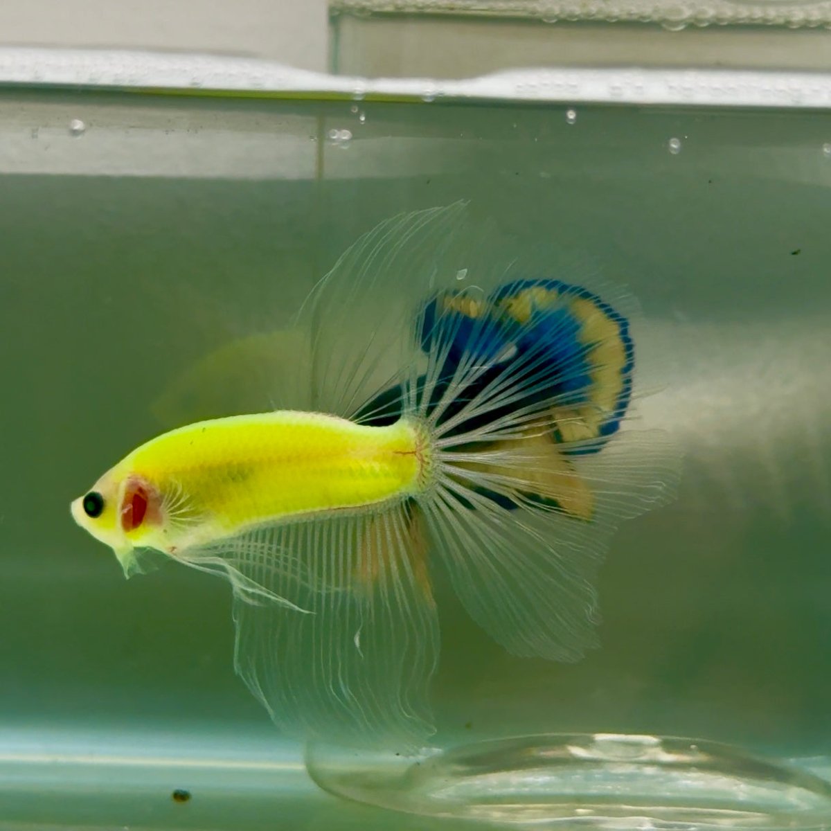 Halfmoon Pure Green Eye Male Betta #Jul09